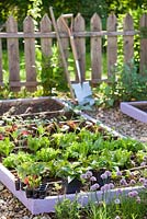 Vegetable and herb bed in spring. Swiss chard, lettuce, onion, kohlrabi, chives sage, perennials.