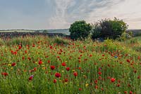Poppies in a meadow at Old Erringham, Sussex