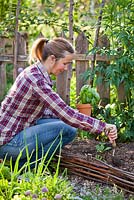 Woman planting basil in raised bed in spring.