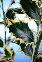 Ilex aquifolium 'Elegantissima'