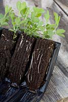 Sweet peas growing in root trainers - shows how roots are channelled downwards