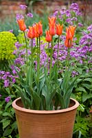 Tulipa 'Ballerina' in tall terracotta pots in front of honesty in the oast garden