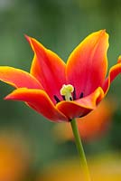 Tulipa 'Queen of Sheba'