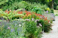 Layers of multicoloured planting moving from the blues and purples of linaria, eryngiums and eupatorium into hot colours of Crocosmia 'Lucifer', fuchsias and yellow Alstroemeria 'Sweet Laura' and then back into purples and blues again. Strong foliage forms of Aralia echinocaulis and Paulownia tomentosa rise above the herbaceous plantings.