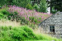 A block of rosebay willowherb on the slope behind a barn.