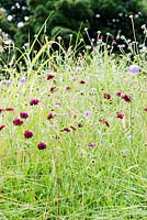 Meadow with Knautia macedonica and K. arvensis.