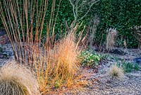 Cornus sanguinea 'Midwinter Fire' catches dawn sunlight in the gravel garden at Windy Ridge, Little Wenlock, Shropshire, UK