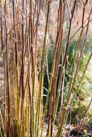 Foeniculum vulgare 'Purpureum'. Dead stems of bronze fennel. Windy Ridge, Little Wenlock, Shropshire, UK
