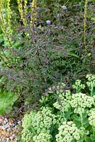 Sedum and Aster laterifolius 'Lady in Black'. Garden: Rustling End Cottage, Hertfordshire. Owners: Mr and Mrs Wise