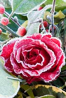 Closeup of frosty red rose with Christmas foliage
