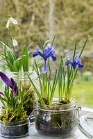 Winter bulbs in glass jars with moss on windowsill - iris reticulata, crocus and galanthus nivalis