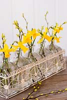 Narcissus 'Tete a Tete' flowers displayed in glass bottles