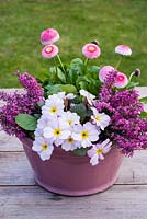 Pink spring container with erica, polyanthus and bellis perennis