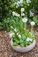 White themed spring container with Primula dentata, bellis perennis, Narcissus 'Bridal Crown' and Scilla siberica