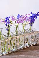 Hyacinthoides hispanica - Spanish bluebells arranged in glass bottles
