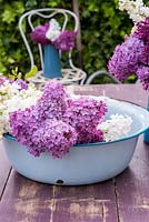 Syringa vulgaris - mixed lilac flowers displayed in blue enamel bowl