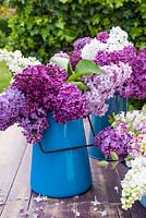 Syringa vulgaris - mixed lilac flowers displayed in blue enamel container
