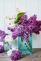 Mixed Syringa flowers - lilac displayed in blue glass jar