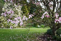 Magnolia 'Treve Holman' at Batsford Arboretum, Gloucestershire