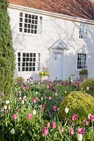 Mixed purple white and pink Tulipa in front of house. Ulting Wick, Essex. Owner: Philippa Burrough