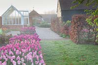 Mixed Tulipa 'Mistress', 'Recreado', 'Cafe Noir', 'Merlot' and 'Survivor' in spring in formal cutting garden with decorative glasshouse and barn beyond. Garden: Ulting Wick, Essex. Owner: Philippa Burrough