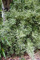 Pleioblastus variegatus 'Tsuboii', dwarf white-striped bamboo, late summer, RHS Wisley.