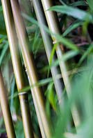 Yushania anceps, bamboo late summer, RHS Wisley.