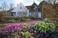 Looking towards the house with Cyclamen coum and Galanthus woronowii in the foreground