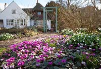 Looking towards the house with Cyclamen coum and Galanthus woronowii in the foreground