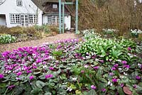 Looking towards the house with Cyclamen coum and Galanthus woronowii