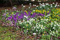 Snowdrops, crocus and winter aconites growing in the wild area by the churchyard. Galanthus, Eranthis hyemalis
