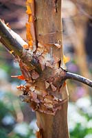 Acer griseum AGM, The peeling bark of Paperbark maple