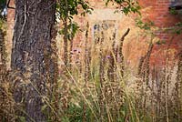Foxglove seedheads amongst Stipa gigantea