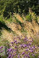 Stipa gigantea - Golden oats with Verbena bonariensis