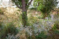 Border under tree at Fields Farm with Stipa tenuissima, Stipa gigantea and Eryngium giganteum 'Miss Willmott's Ghost'