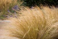 Stipa tenuissima. Mexican feather grass.