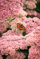 Tortoiseshell butterfly on Sedum 'Autumn Joy' syn. Sedum Herbstfreude Group 'Herbstfreude'
