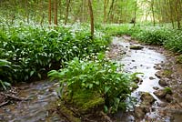 Masses of Wild garlic growing by a stream in a woodland in Gloucestershire. Ramsons. Allium ursinum