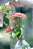 Zinnias in a small bottle of glass hanging at the wooden fence.