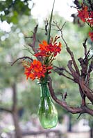 Crocosmia in green glass bottle hanging on a branch.