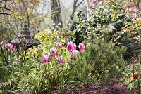 Flower bed with pink tulips Tulipa 'St Petersburg', Ilex x altaclerensis 'Golden King' variegated Holly, Pinus sylvestris