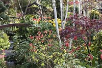 Wooden bridge and stream surrounded by flower beds with Acer palmatum 'Atropurpureum', Betula Utilis Var. Jacquemontii Multistemmed - Silver Birch, Ilex x altaclerensis 'Golden King' variegated Holly, colourful mixed tulips: Tulipa 'Golden Apeldoorn' and Tulipa 'Salmon Impression'.