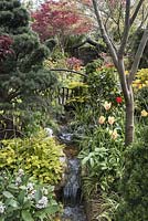 Stream surrounded by flower beds with Acer palmatum 'Atropurpureum', topiary Blue Atlas Cedar - Cedrus atlantica Glauca, Skimmia 'Kew Green', Taxus baccata 'Semperaurea', Taxus baccata 'Fastigiata' and colourful mixed tulips: Tulipa 'Blushing Beauty', Tulipa 'Golden Apeldoorn'