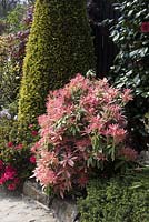 The tall conical shaped conifer Chamaecyparis lawsoniana 'Stardust' - Lawson's cypress 'Stardust' and Pieris japonica 'Flaming Silver'