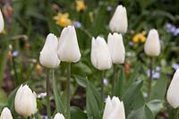 Tulipa 'Maureen' with Narcissus behind - April, Cheshire