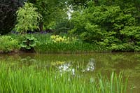 Pond in spring with Iris, Gunnera, Hosta, reflections - RHS Wisley, UK