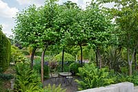 Gazebo made from Sorbus aria, Whitebeam - Eros Garden, RHS Wisley, UK