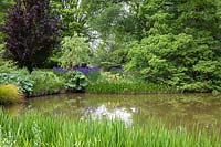 Pond in spring with Iris, Hosta, Carex, Gunnera, reflections - RHS Wisley, UK