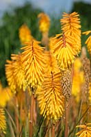 Kniphofia 'Bee's Sunset', red hot poker, June


