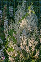 Astilbe with bindweed 